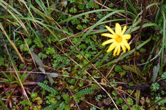 Dorobaea