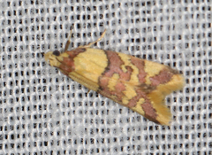 Callithauma callianthes