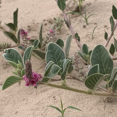 Indigofera flavicans image