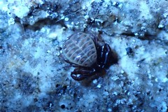 Pseudogarypus