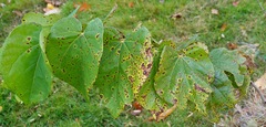 Pseudocercospora vitis