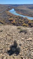 Sclerocactus glaucus