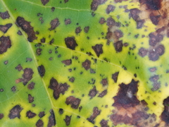 Pseudocercospora vitis
