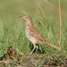 Brown Thrasher - Photo (c) JanetandPhil, some rights reserved (CC BY-NC-ND)