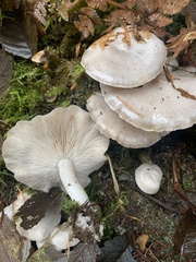 Clitocybe dilatata