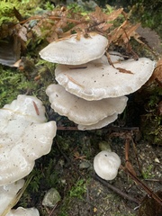 Clitocybe dilatata