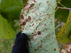 Pseudocercospora vitis