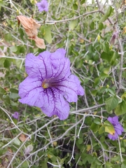 Ruellia californica peninsularis