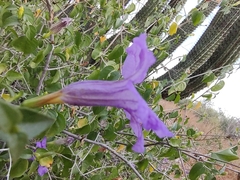 Ruellia californica peninsularis