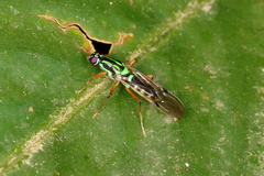 Raphiocera