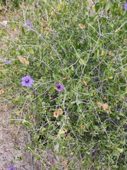 Ruellia californica peninsularis