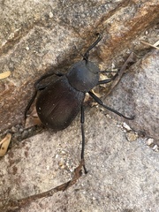 Stenomorpha marginata