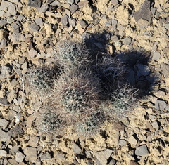 Sclerocactus glaucus