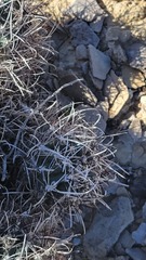 Sclerocactus glaucus