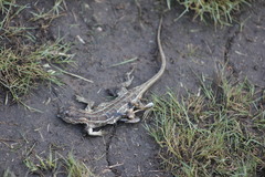Sceloporus scalaris