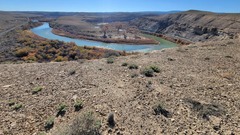 Sclerocactus glaucus