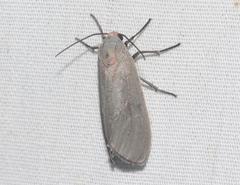 Pygarctia murina