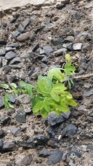 Passiflora subpeltata image