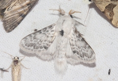 Apotolype brevicrista