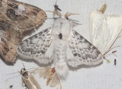 Apotolype brevicrista