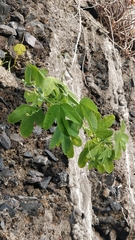 Passiflora subpeltata image