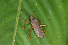 Leptoscelis elongator