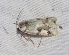 Emarginea percara