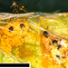 Sphaerellopsis - Photo 由 Jerry Cooper 所上傳的 (c) Jerry Cooper，保留部份權利CC BY