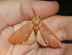 Datana perfusa