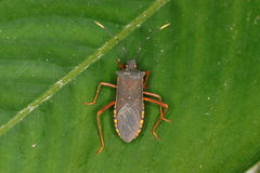 Leptoscelis elongator