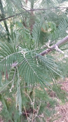 Acacia mearnsii image