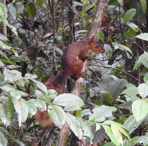 Southern Amazon Red Squirrel