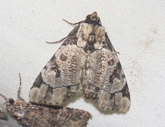 Stibaera thyatiroides