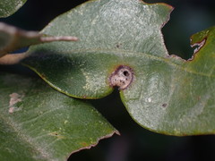 Heteroecus dasydactyli