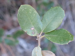 Heteroecus dasydactyli