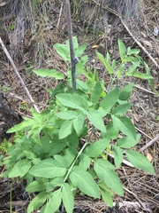 Angelica hendersonii