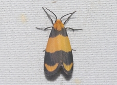 Eudesmia arida