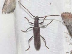 Aneflomorpha lineare