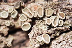 Lecanora laxa
