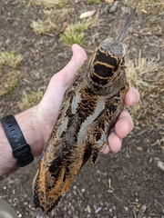 Scolopax minor