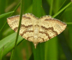 Chrysolarentia correlata