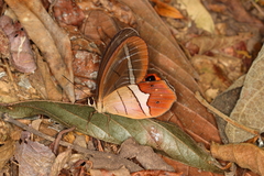 Pierella nereis