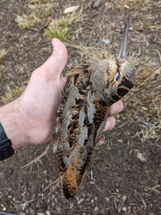 Scolopax minor