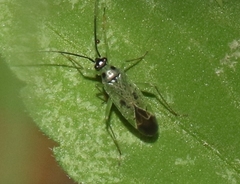 Ilnacora