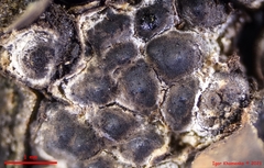 Entoleuca mammata