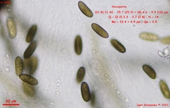 Entoleuca mammata