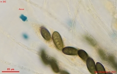 Entoleuca mammata