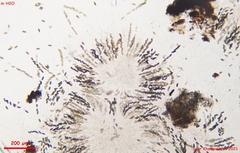 Entoleuca mammata