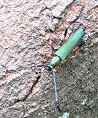 Litopus latipes dispar