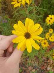 Rudbeckia hirta